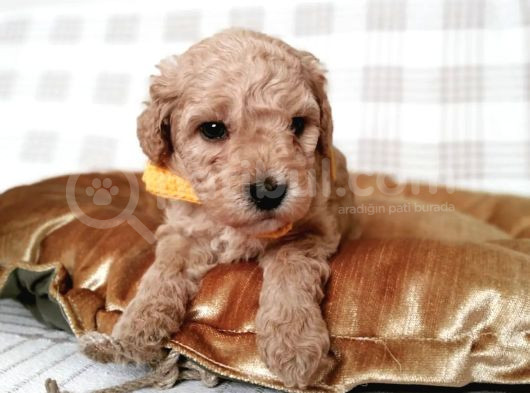 Üreti̇mden Malti̇poo Bebekler görsel