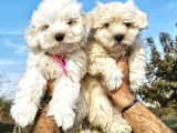 Küt Burun Malti̇poo Bebekler