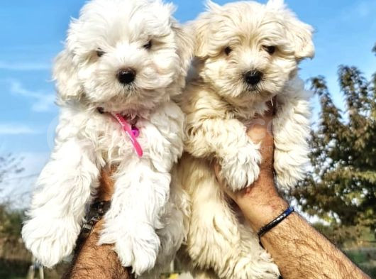 Küt Burun Malti̇poo Bebekler görsel