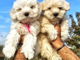 KÜT BURUN MALTİPOO BEBEKLER