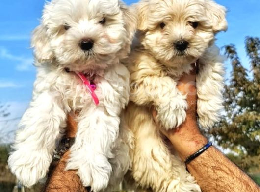 Küt Burun Malti̇poo Bebekler
