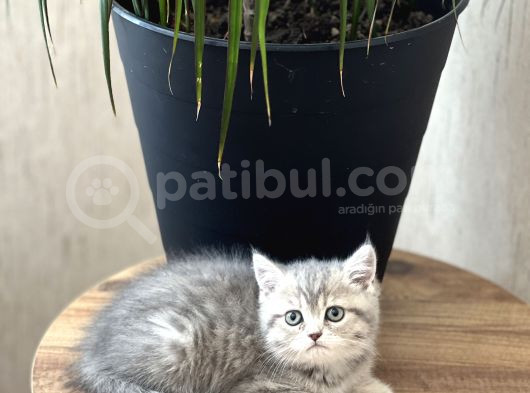 Aşiri Güzel Surat Bri̇ti̇sh Shorthai̇r Yavrum görsel