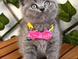 Manken Kızımız British Shorthair Bebemiz