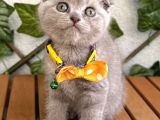Özel Renk Lilac Scottish Fold Kızımız