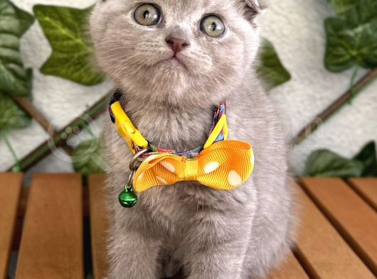 Özel Renk Lilac Scottish Fold Kızımız görsel