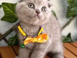Özel Renk Lilac Scottish Fold Kızımız