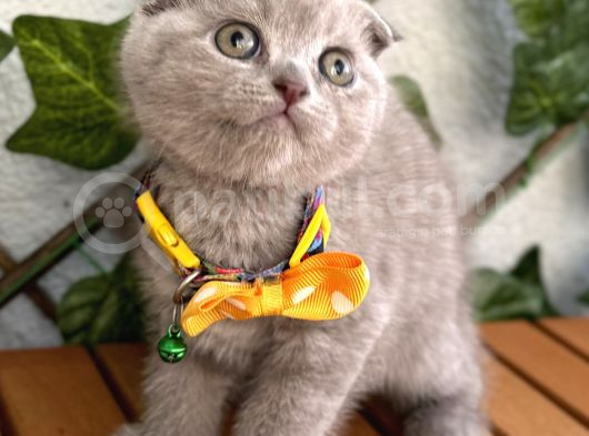 Özel Renk Lilac Scottish Fold Kızımız görsel