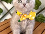 Özel Renk Lilac Scottish Fold Kızımız