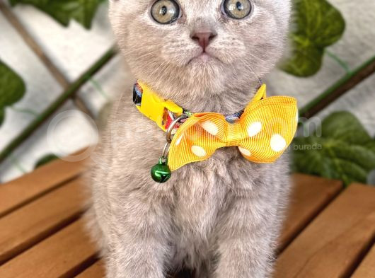 Özel Renk Lilac Scottish Fold Kızımız görsel