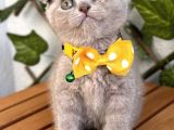 Özel Renk Lilac Scottish Fold Kızımız