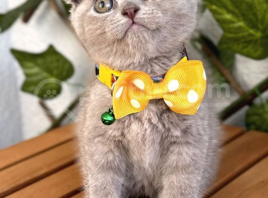Özel Renk Lilac Scottish Fold Kızımız