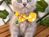 Özel Renk Lilac Scottish Fold Kızımız