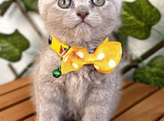 Özel Renk Lilac Scottish Fold Kızımız görsel