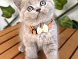Ayıcık Surat Dişi Lilac British Shorthair