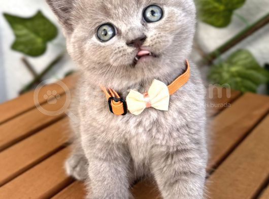 Ayıcık Surat Dişi Lilac British Shorthair görsel