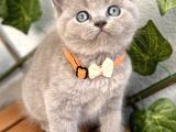 Ayıcık Surat Dişi Lilac British Shorthair