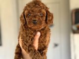Red Brown Orji̇nal Toy Poodle Boy Yavrumuz