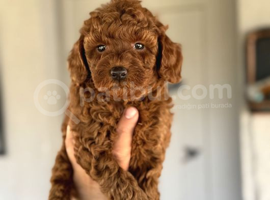 Red Brown Orji̇nal Toy Poodle Boy Yavrumuz görsel