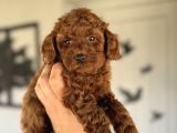 Red Brown Orji̇nal Toy Poodle Boy Yavrumuz