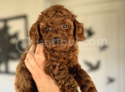 Red Brown Orji̇nal Toy Poodle Boy Yavrumuz görsel