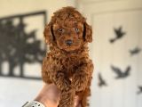 Red Brown Orji̇nal Toy Poodle Boy Yavrumuz