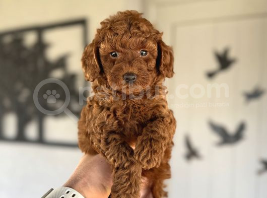 Red Brown Orji̇nal Toy Poodle Boy Yavrumuz