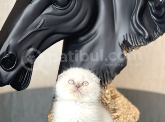 Bi̇blo İsteyene Scotti̇sh Fold Blue Poi̇nt Yavrum görsel
