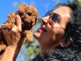 Red Brown Minik Boy Toy Poodle