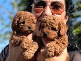 Red Brown Minik Boy Toy Poodle
