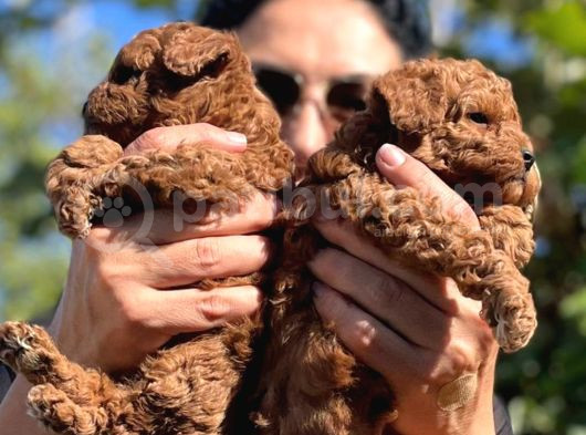 Red Brown Minik Boy Toy Poodle