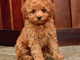 Tooy poodle cinsi kıpkırmızı Red mini Boy 