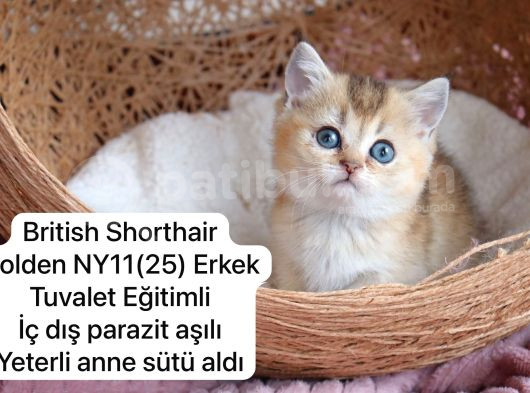 Ev Üretimi Harika Safkan Kediler görsel