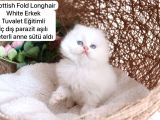 Ev Üretimi Harika Safkan Kediler