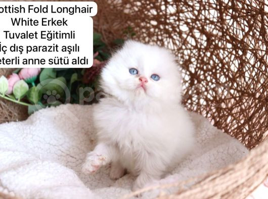 Ev Üretimi Harika Safkan Kediler görsel