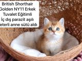 Ev Üretimi Harika Safkan Kediler