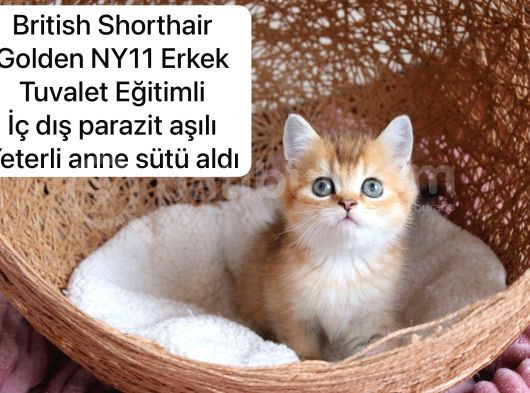 Ev Üretimi Harika Safkan Kediler görsel