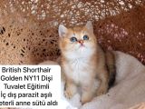 Ev Üretimi Harika Safkan Kediler