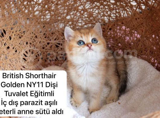 Ev Üretimi Harika Safkan Kediler görsel