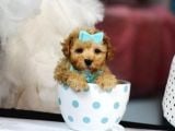 TEACUP 2 KG GARANTİSİ ALTINDA KIRMIZI RED TOOY POODLE 