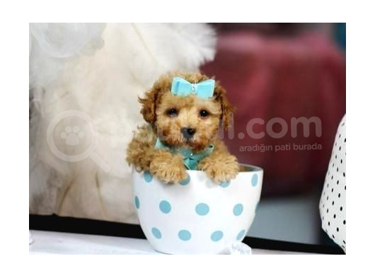 Teacup 2 Kg Garanti̇si̇ Altinda Kirmizi Red Tooy Poodle 