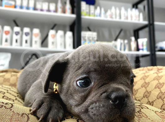 Blue A Kalite İstanbulda Tek French Bulldog Yavrularımız görsel