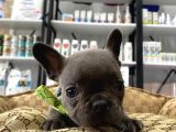 Blue A Kalite İstanbulda Tek French Bulldog Yavrularımız