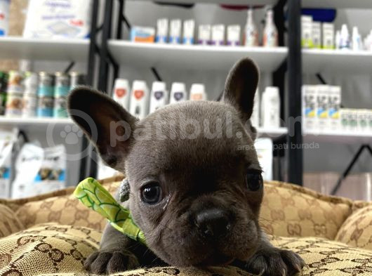 Blue A Kalite İstanbulda Tek French Bulldog Yavrularımız