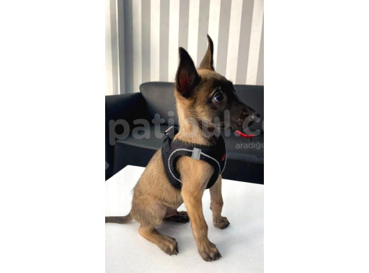Erkek Belçika Malinois Kurdu Yavrularımız