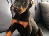 Estetikli A Class Doberman Yavrumuz