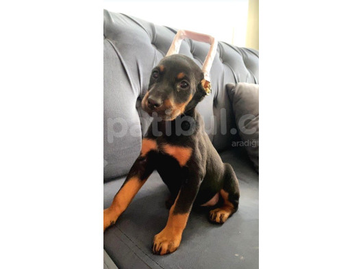 Estetikli A Class Doberman Yavrumuz