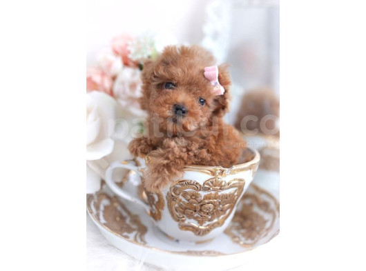 Mini Boy Puppy Kıpkırmızı Red Tooy Poodle 