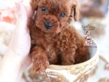Mini Boy Puppy Kıpkırmızı Red Tooy Poodle 