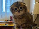 Yavru British Shorthair