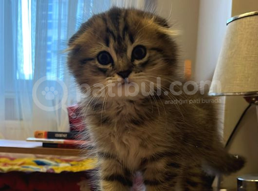 Yavru British Shorthair